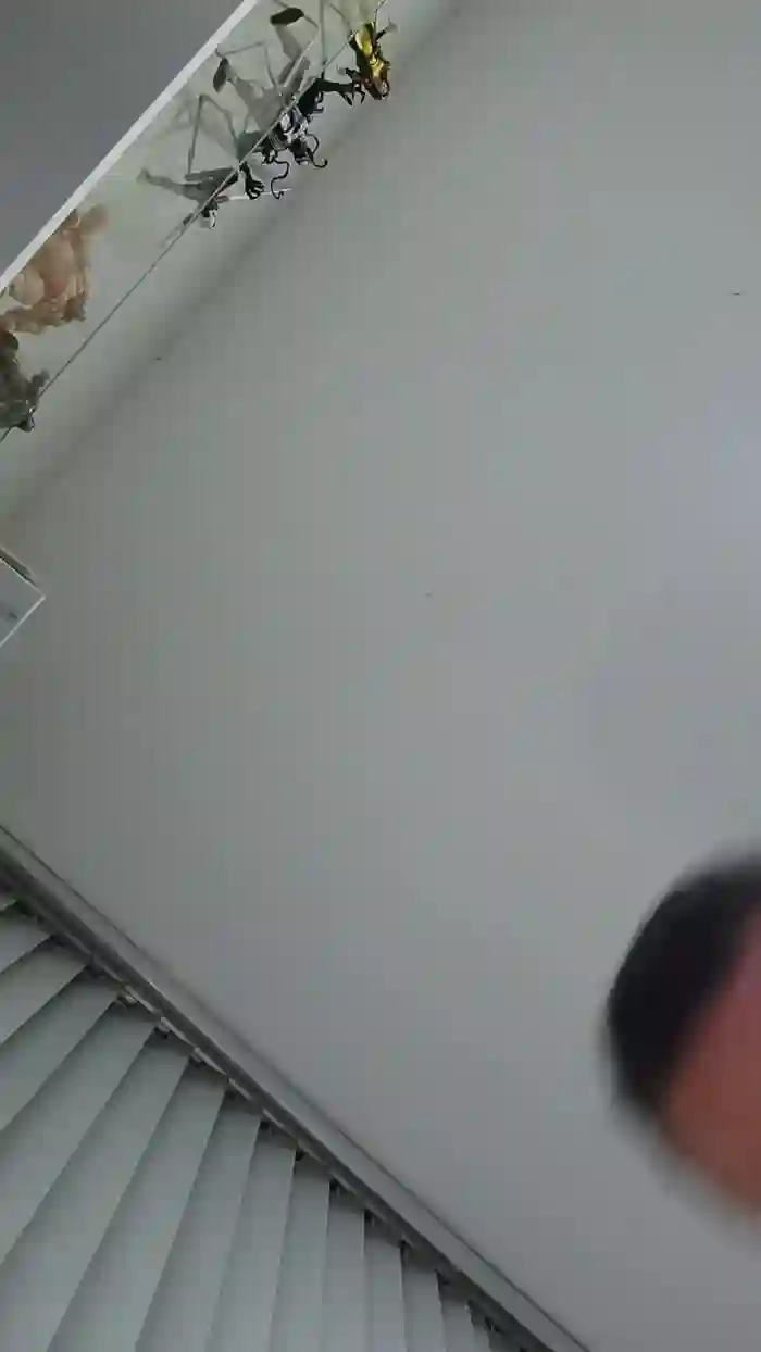xxMorenosexx