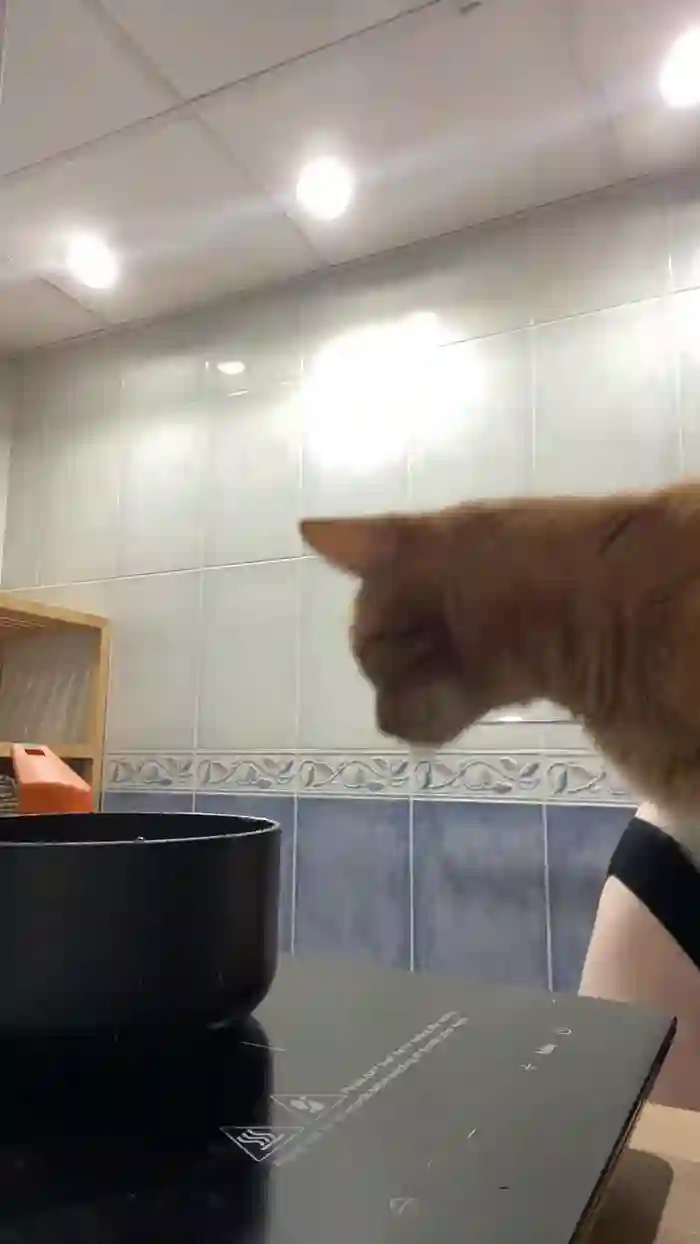 KittySadge