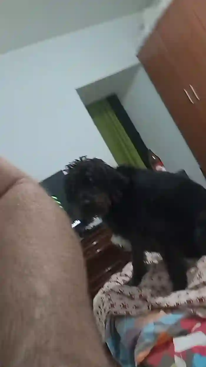 parejitamad2