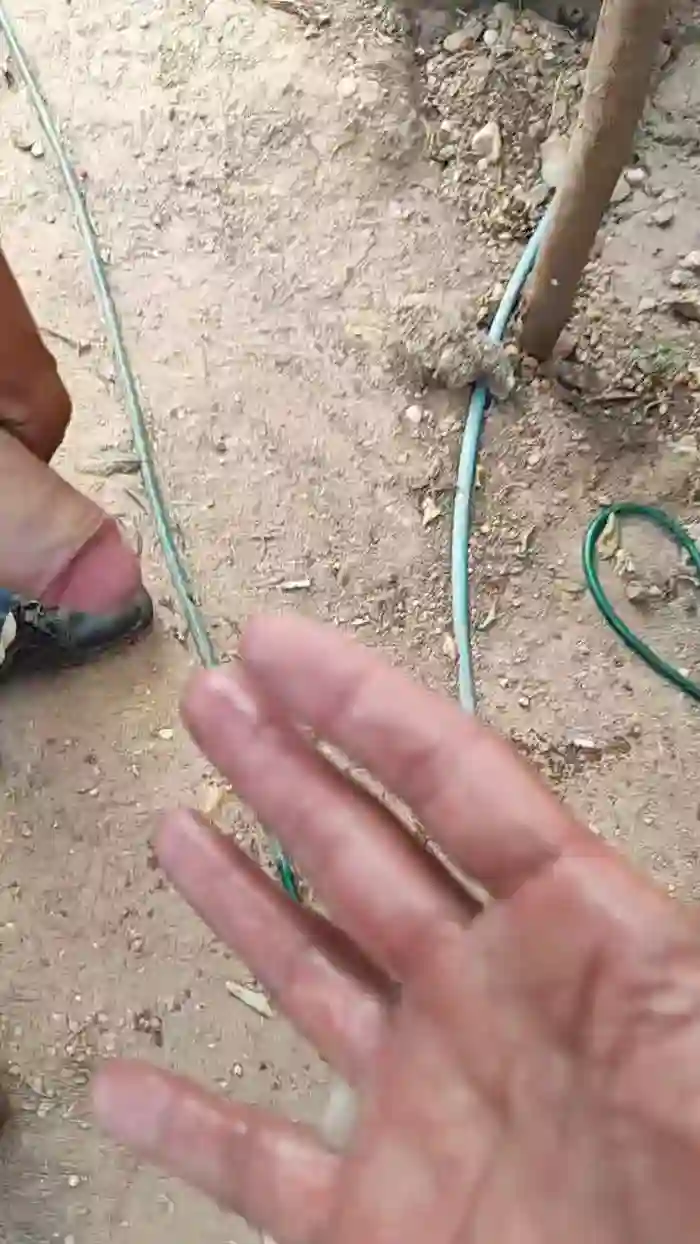 Papiyoungpig