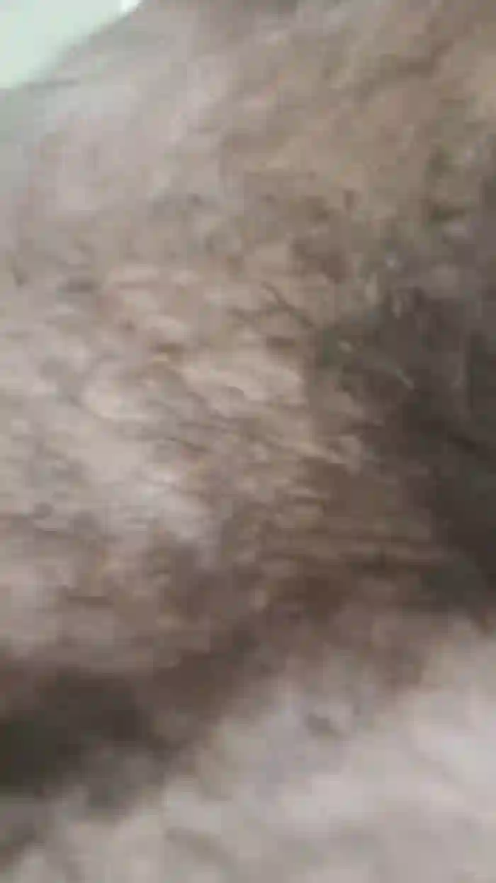 peludao3