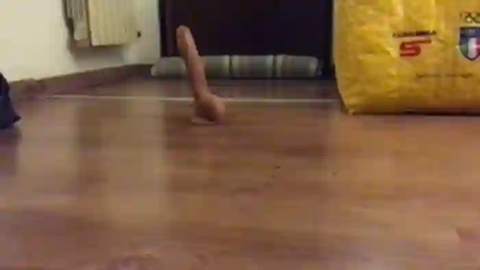 Valealegodiamo