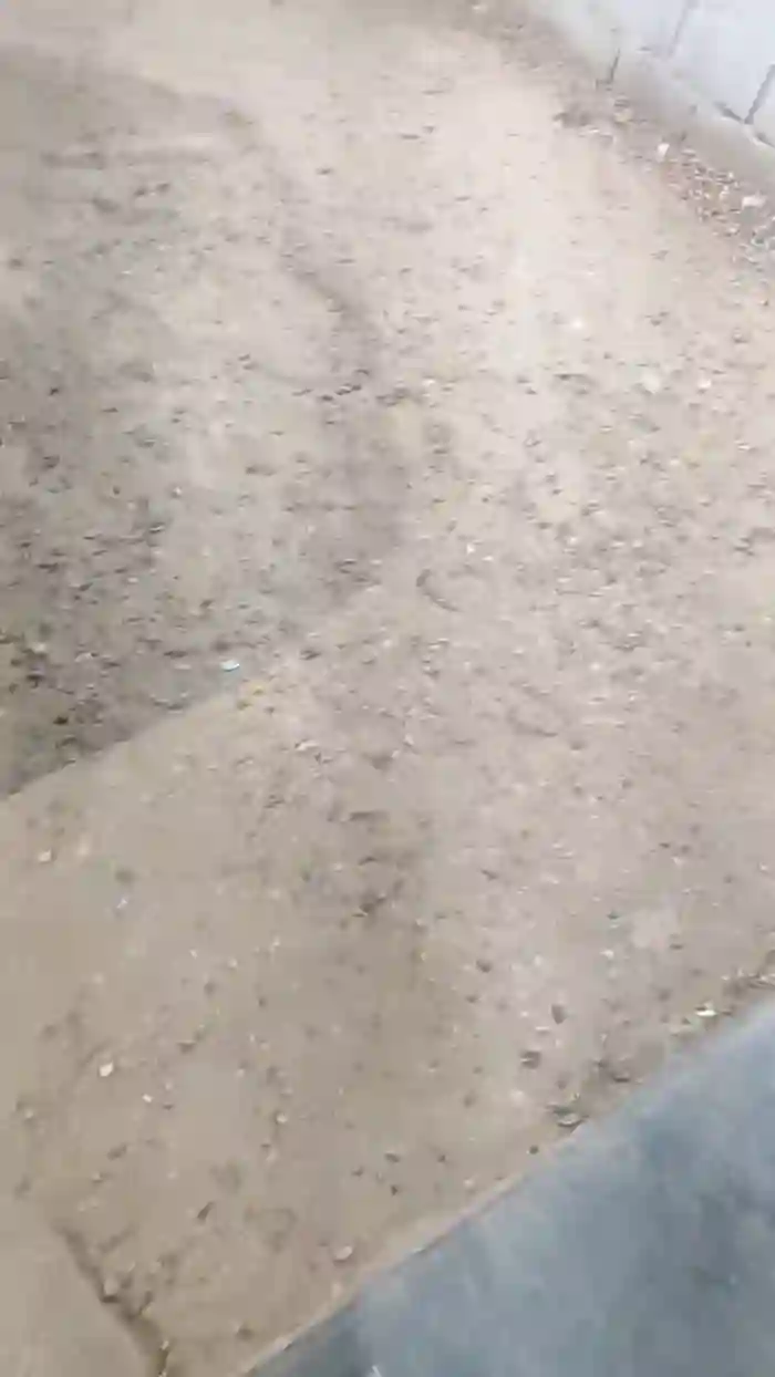 Papiyoungpig