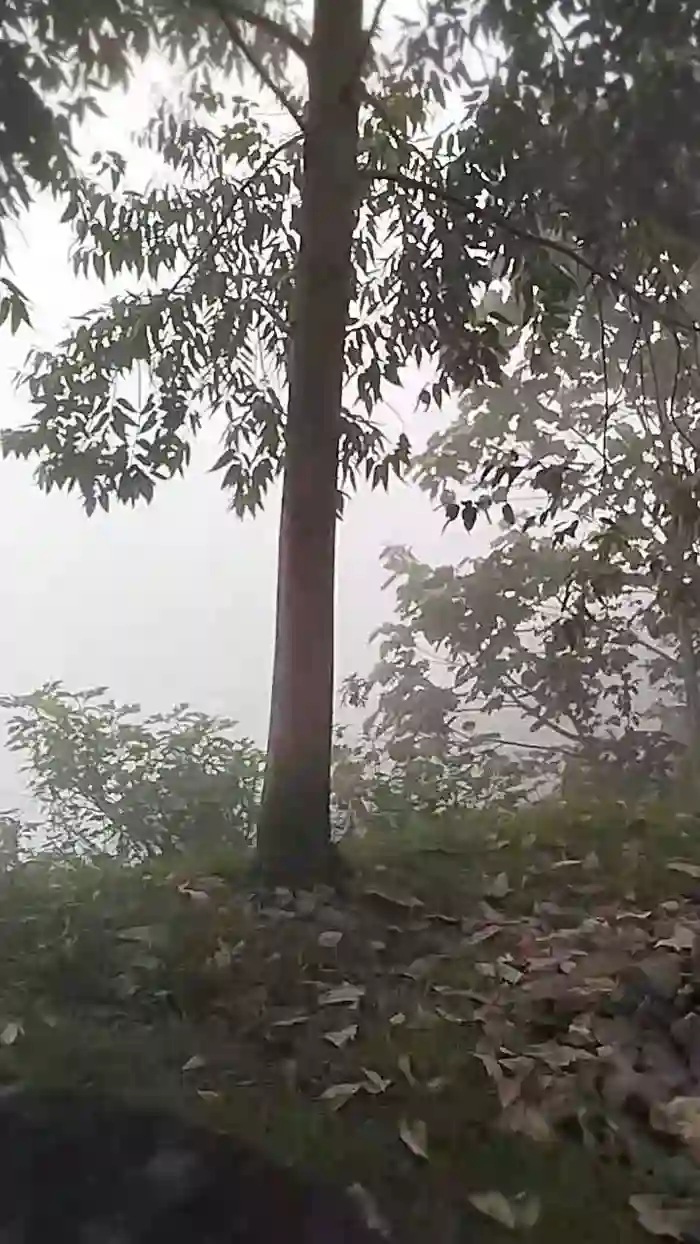 Remote_live