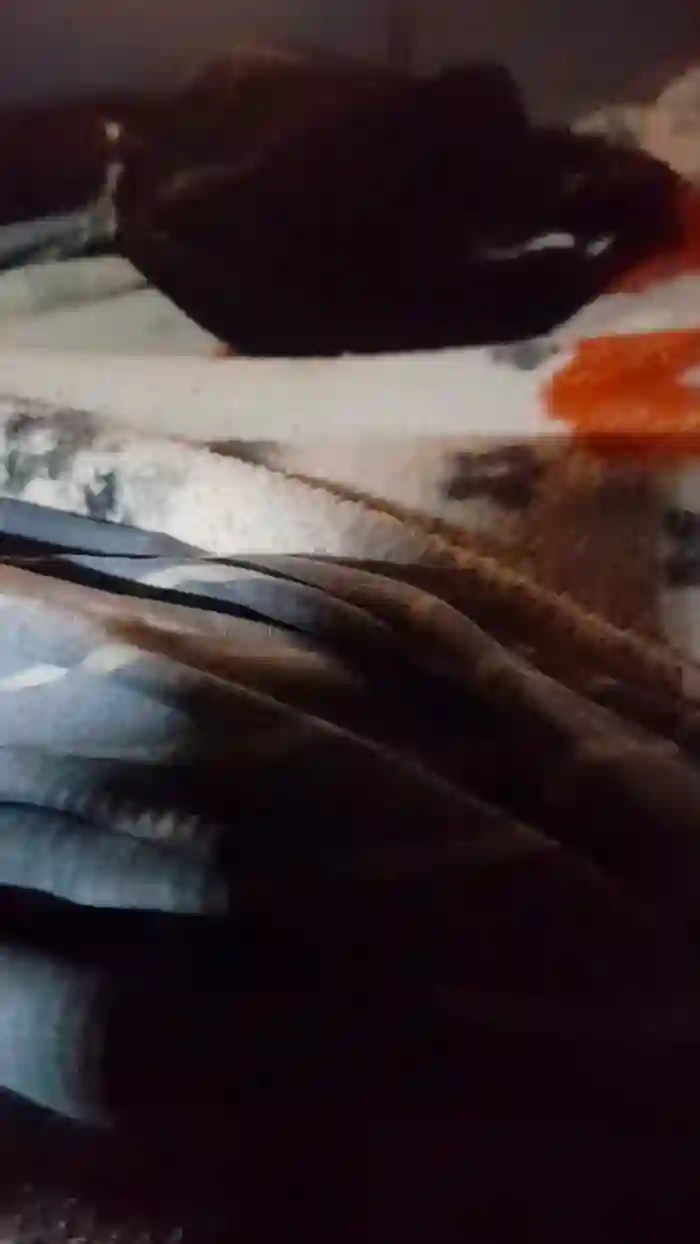 Conchamojadax