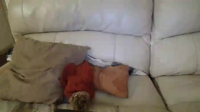 bigdicktrannynicole