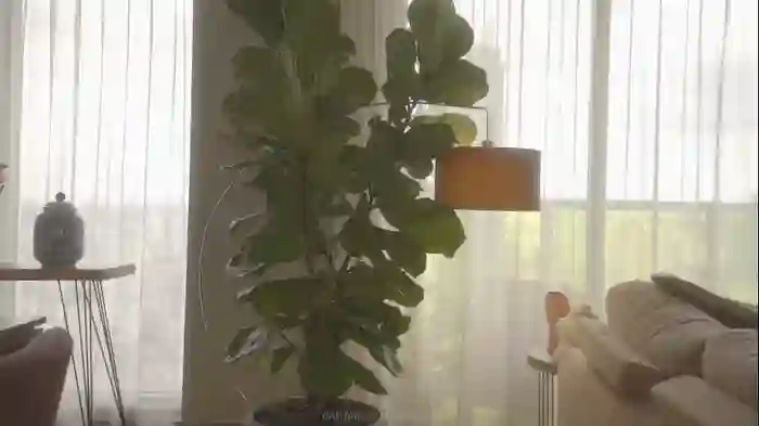 emma_lu1