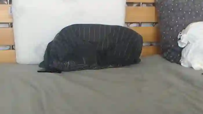 Kelywild