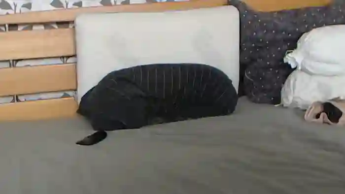 Kelywild