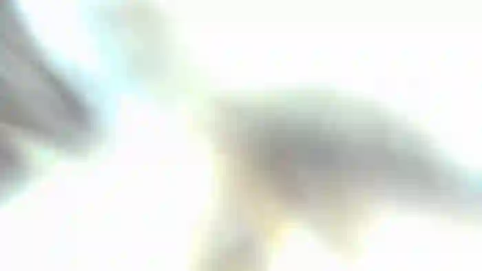 EnglishRose3