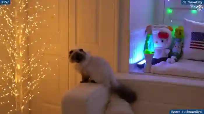 Snowkitty