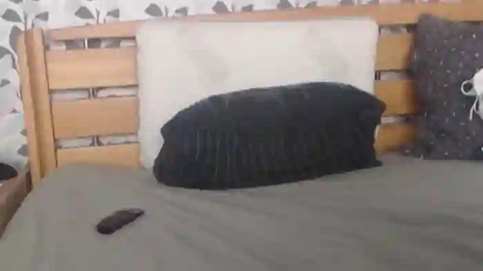 Kelywild