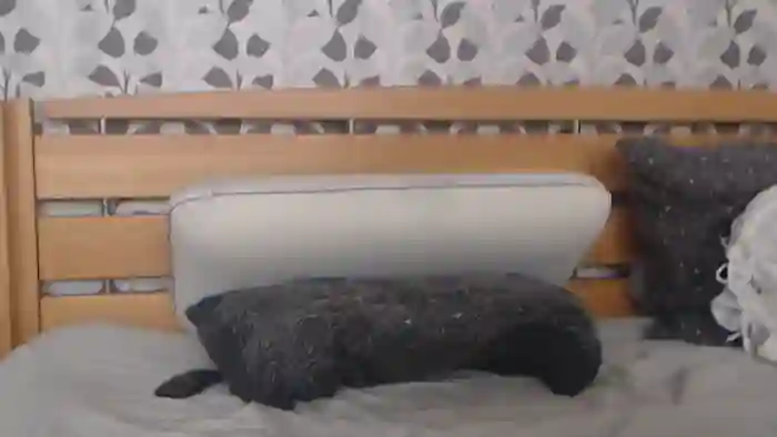 Kelywild