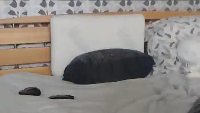 Kelywild
