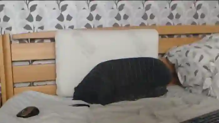 Kelywild
