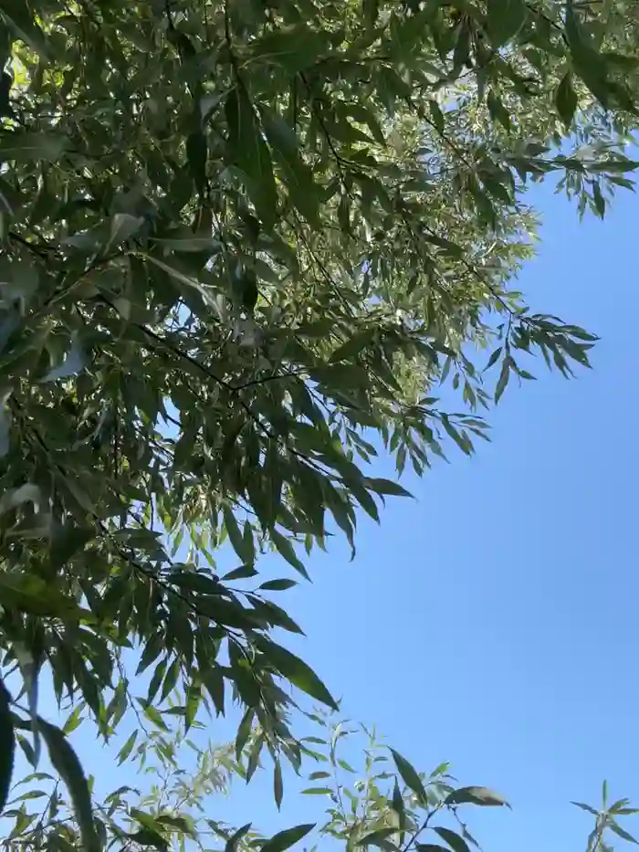Sara_darling