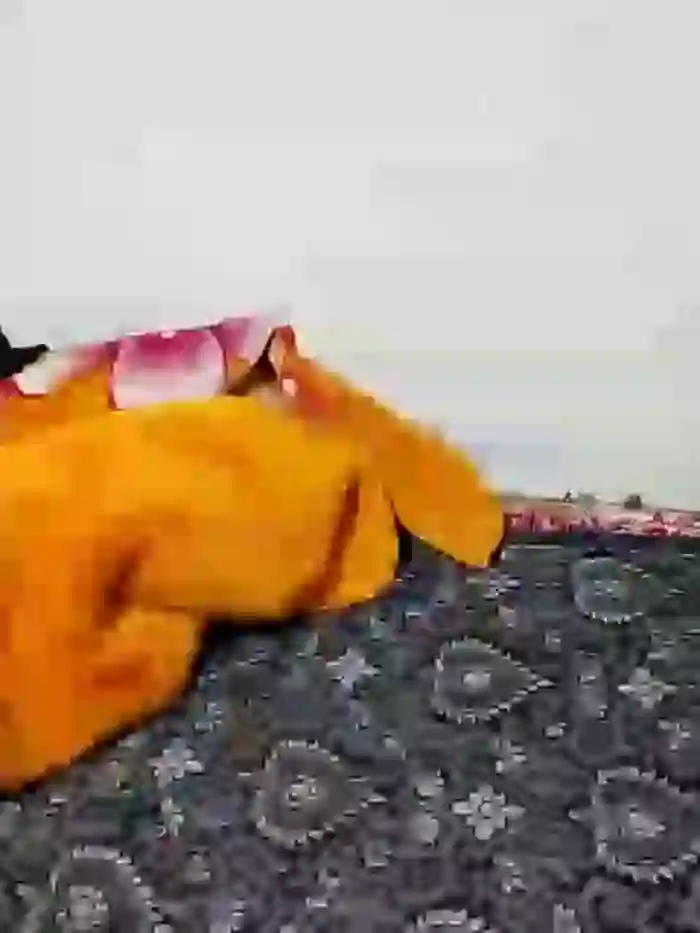 Saaricool
