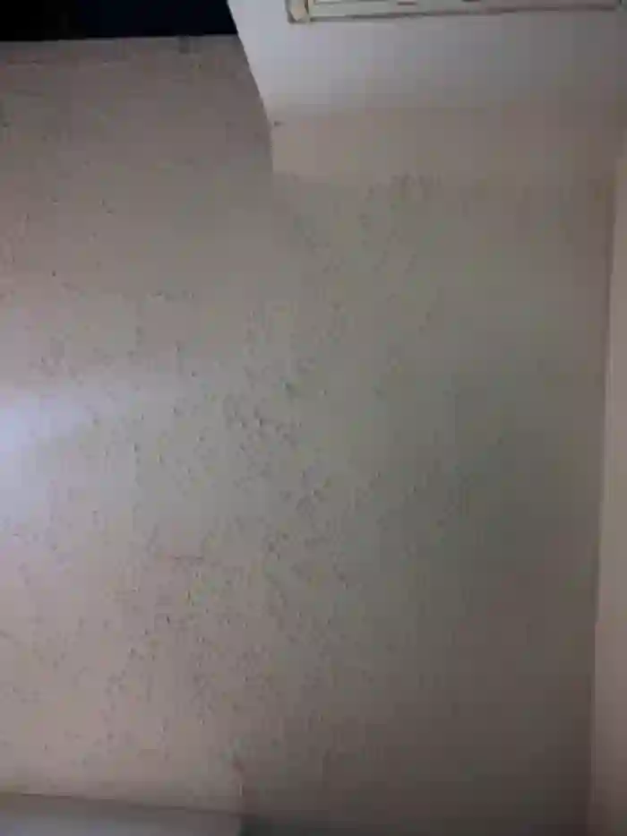 carolina__star