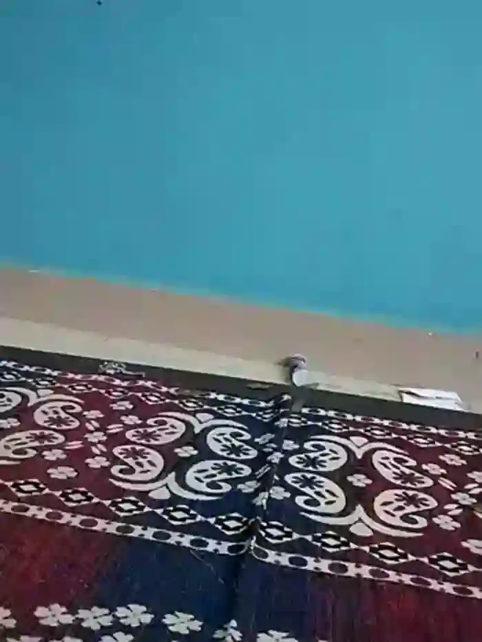 ANUBHABI