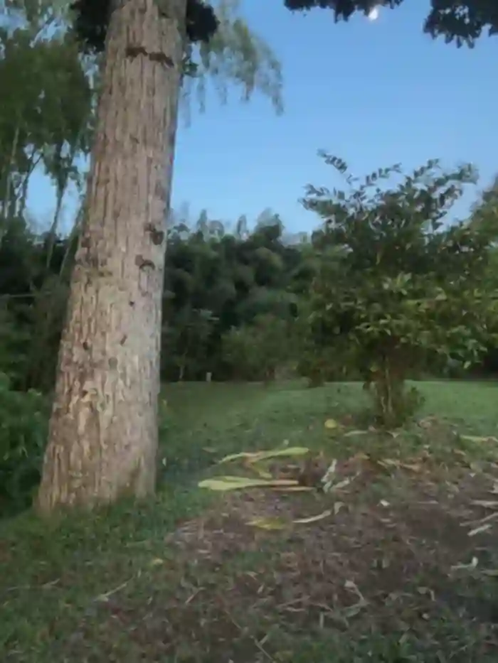 dominantandsubmissiveshow