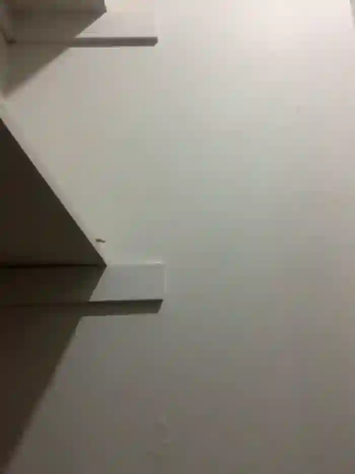 D_chocolate