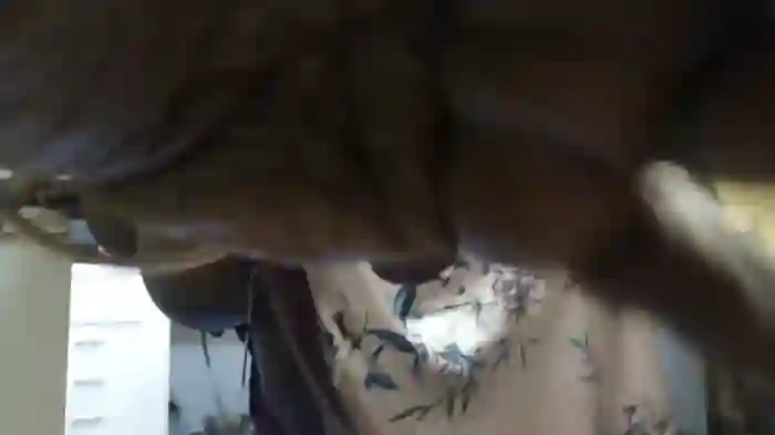 xXXSexyamazon