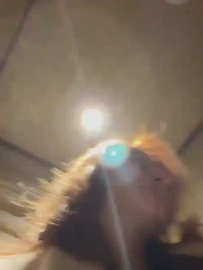 -AngelAri-